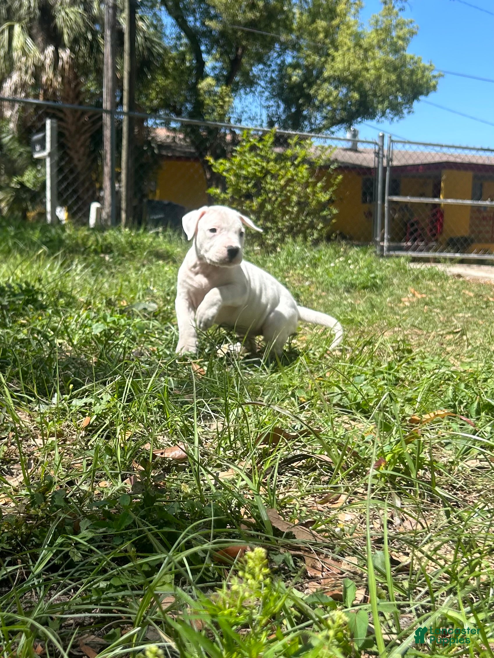 Dogo Argentino dogs Dogo Argentino Nova - Ad 11