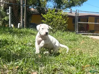 Dogo Argentino dogs for sale: Dogo Argentino Nova - Ad 4