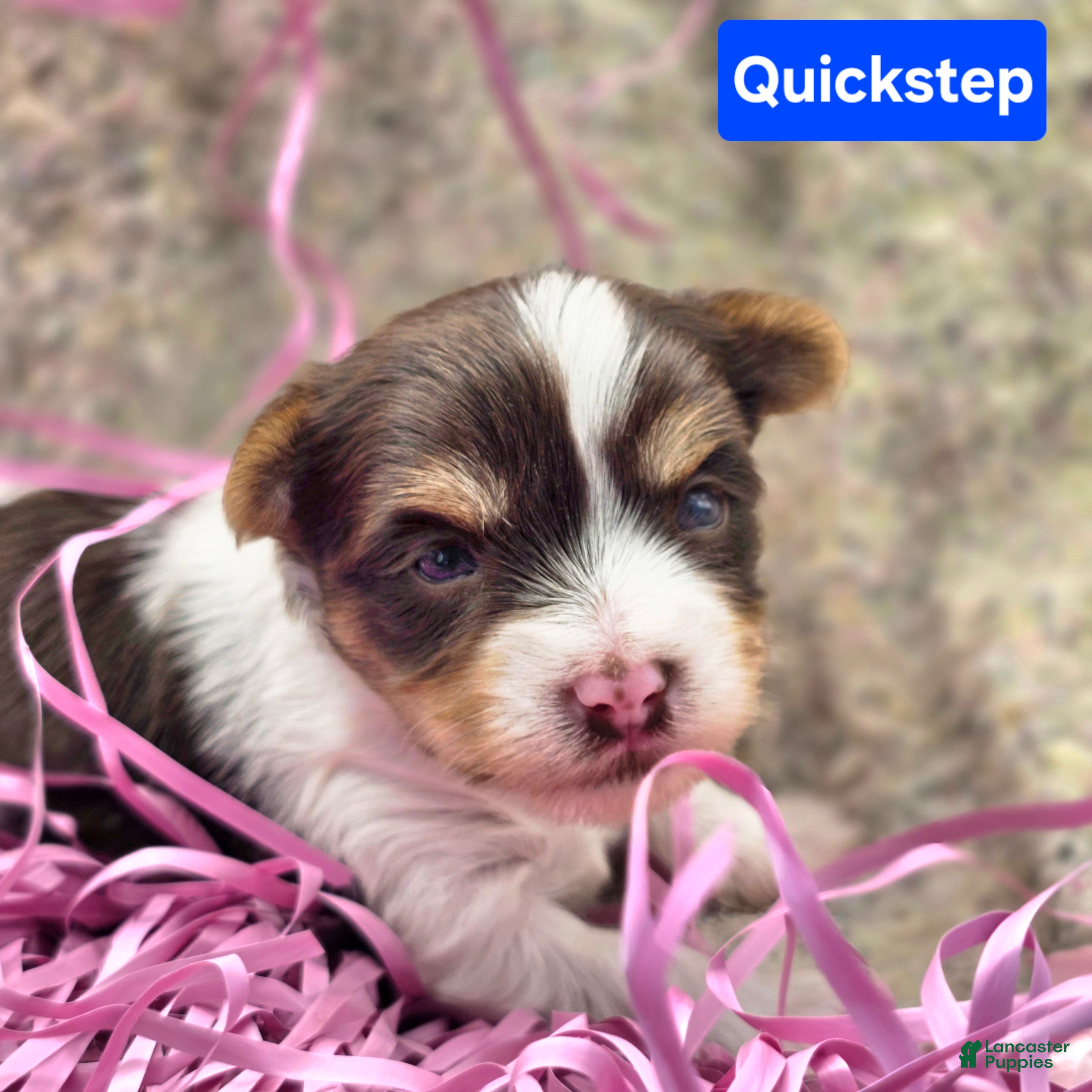 Yorkshire Terrier dogs Quickstep  - Ad 38