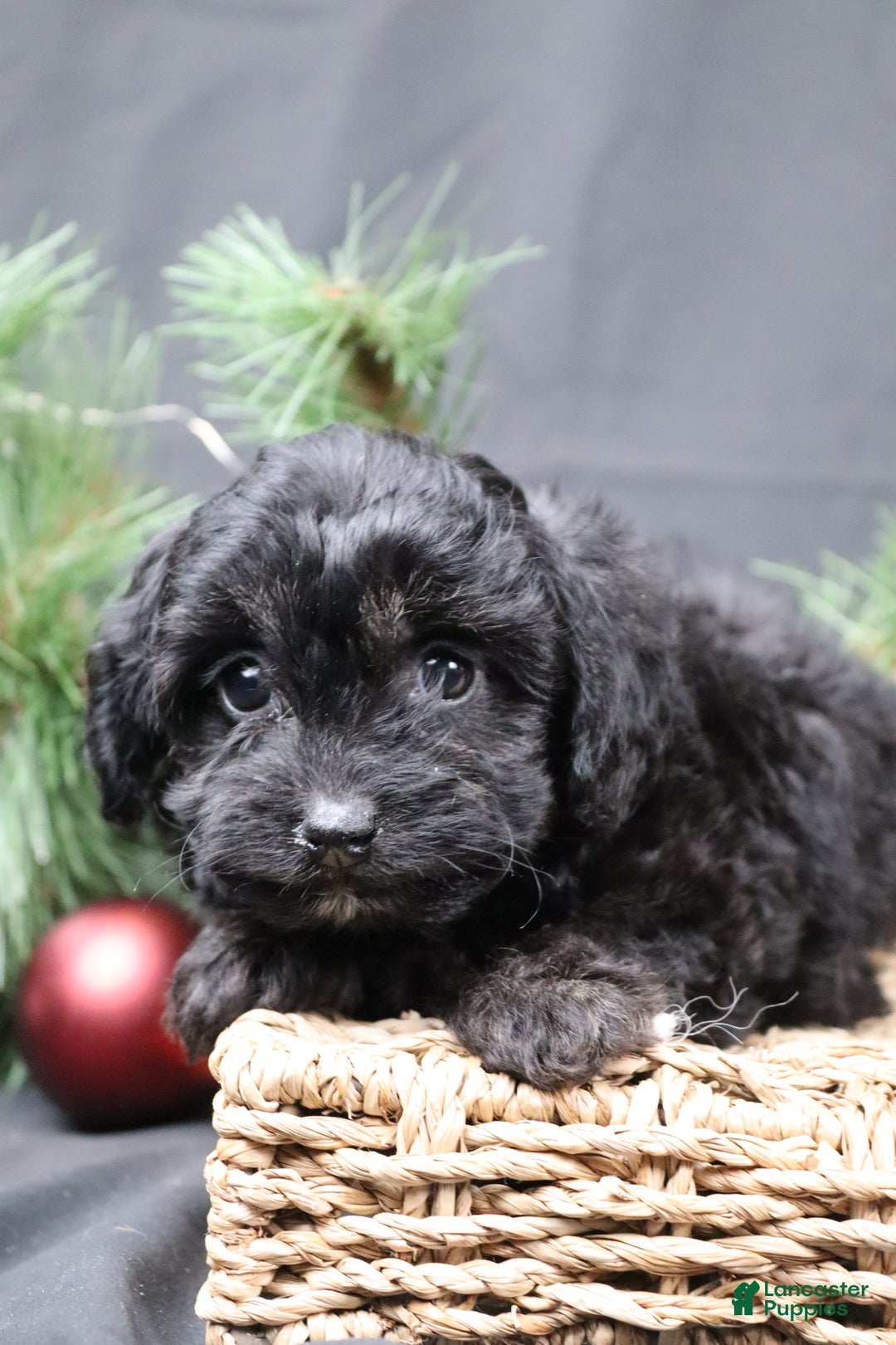Cavapoo dogs for sale: Nel - Ad 6