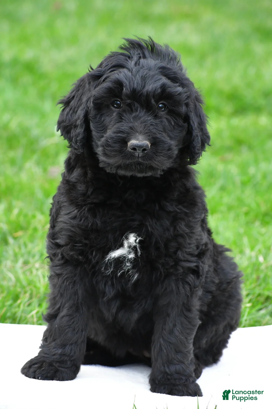 Newfypoo dogs for sale: Cassandra - Ad 2