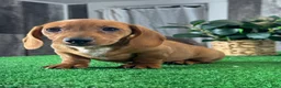 Dachshund dogs for sale: Dakota - Ad 4