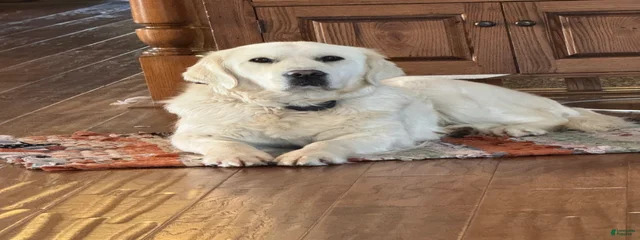 Bailey 