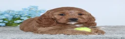 Cockapoo dogs for sale: Konner - Ad 4