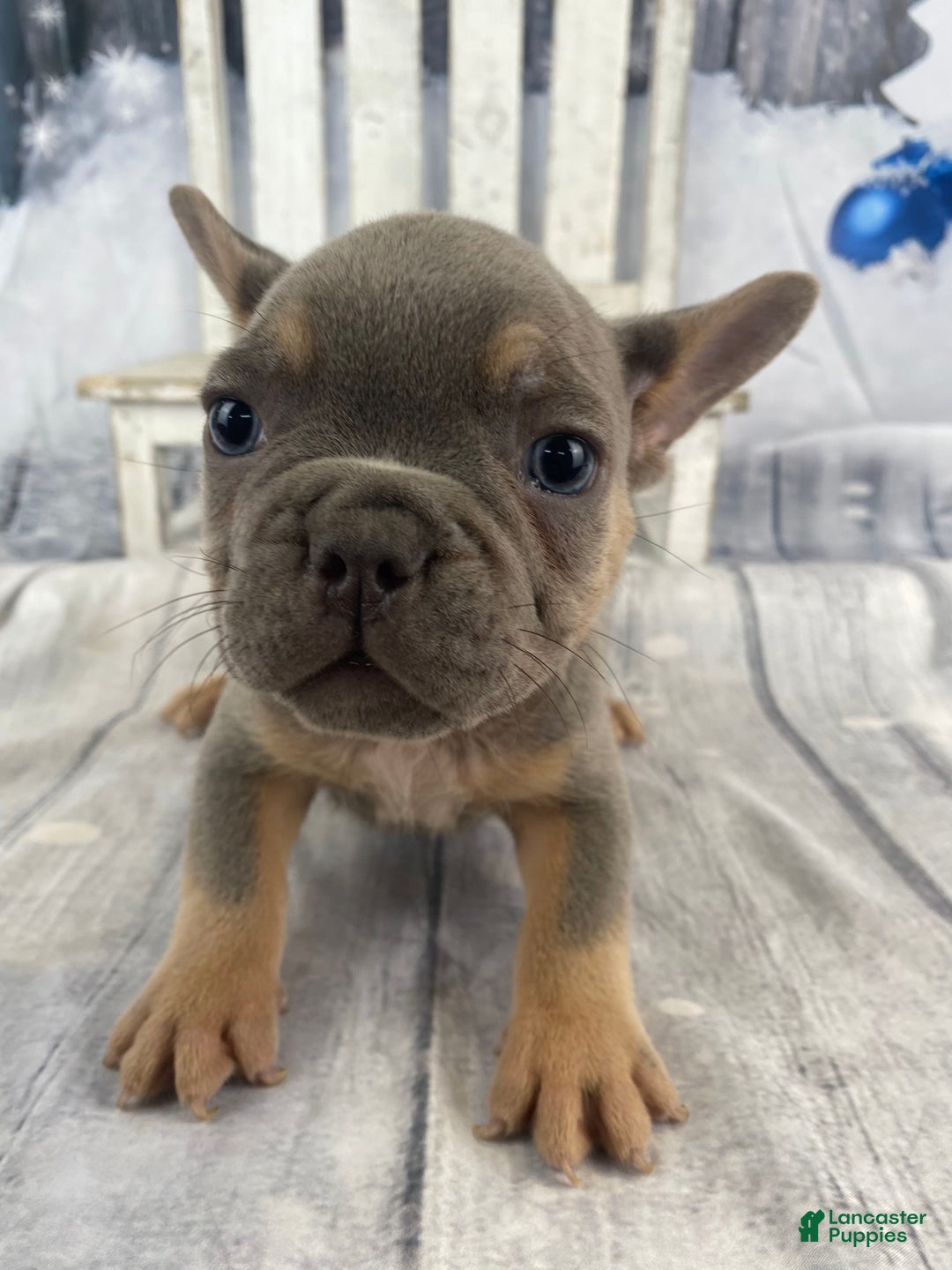 French Bulldog dogs for sale: Jasper - Ad 3