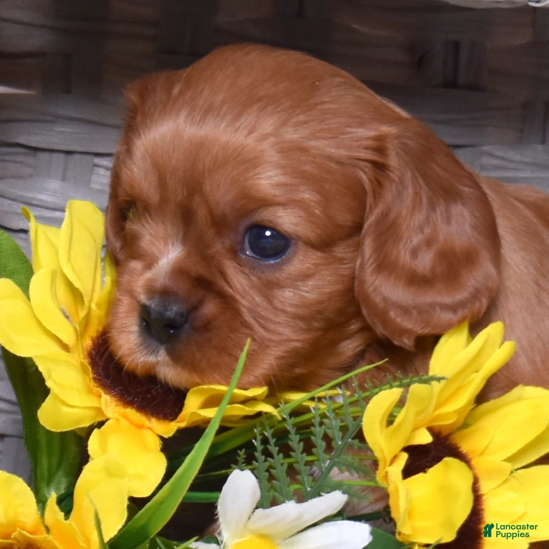 Cavalier King Charles Spaniel dogs for sale: Lady - Ad 1
