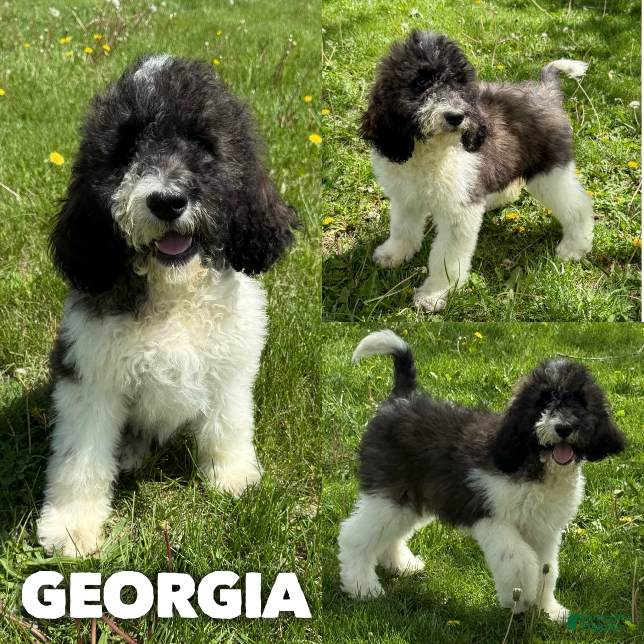 Saint Berdoodles dogs for sale: Georgia - Ad 4
