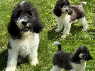 Saint Berdoodles dogs for sale: Georgia - Ad 4