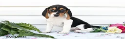 Beagle dogs for sale: Allie - Ad 2