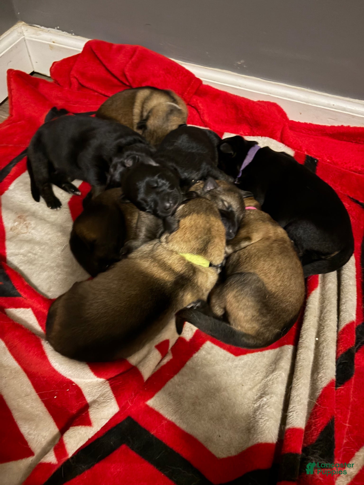 German Shepherd dogs German Shepherd  - Ad 26