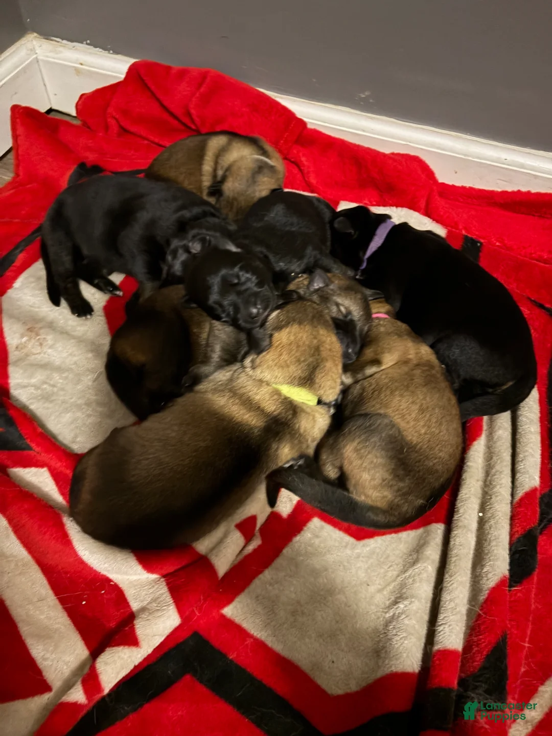 German Shepherd dogs for sale: German Shepherd  - Ad 1