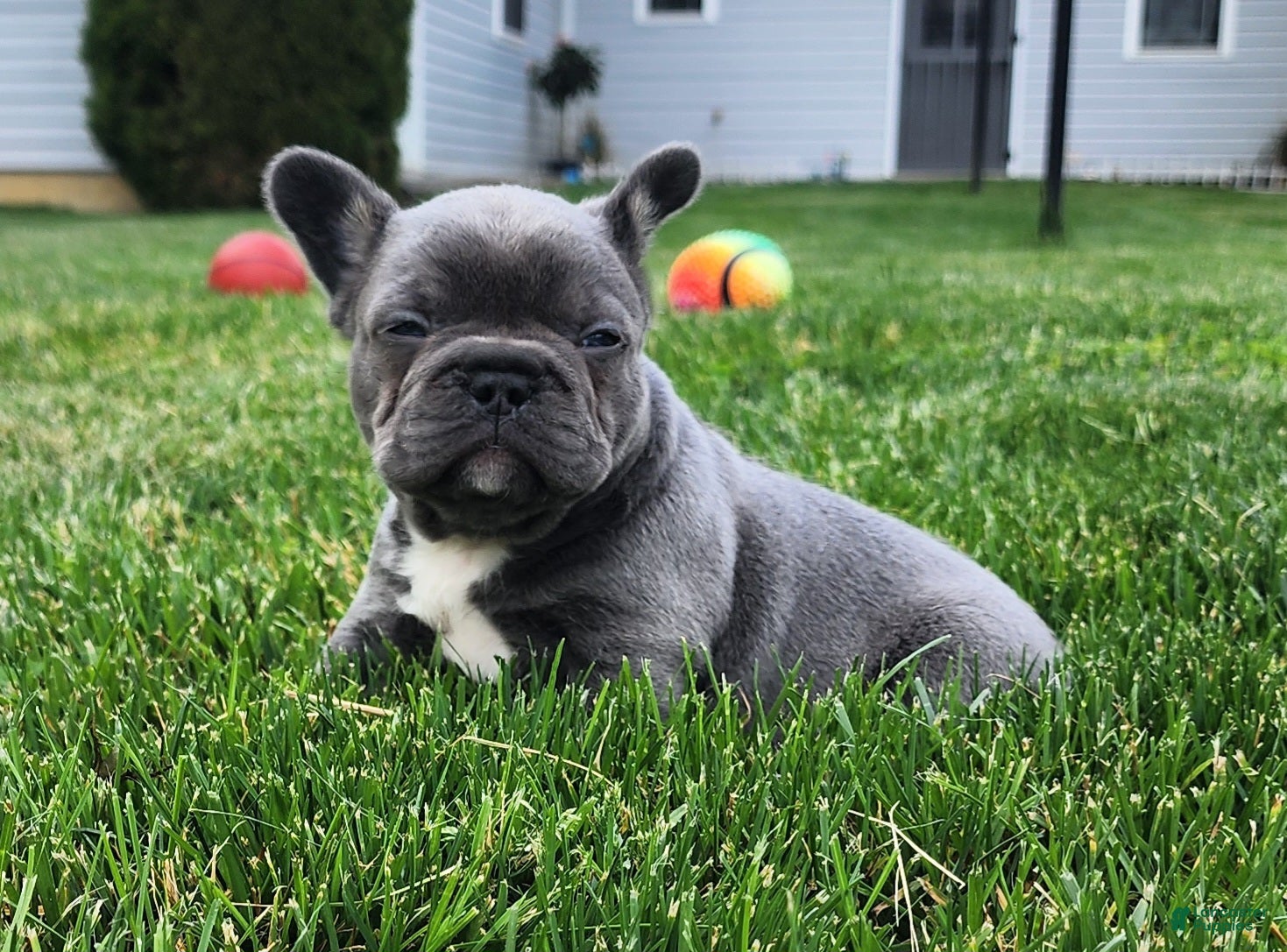 French Bulldog dogs James  - Ad 31