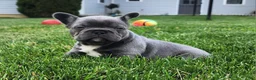 French Bulldog dogs for sale: James  - Ad 1