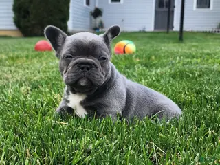 French Bulldog dogs James - Ad 29