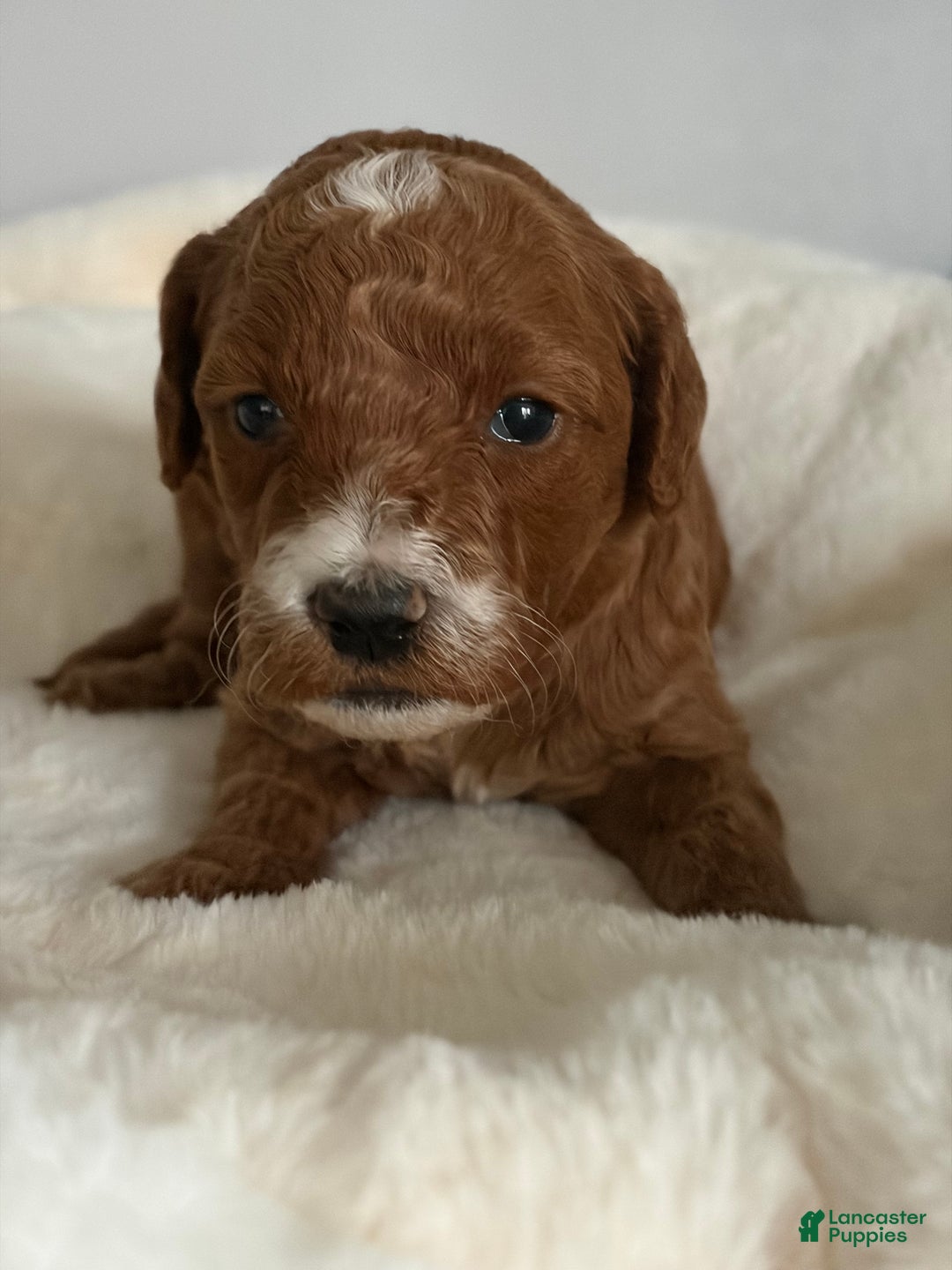 Mini Goldendoodle dogs for sale: Mini Goldendoodle Puppy 2 - Ad 1