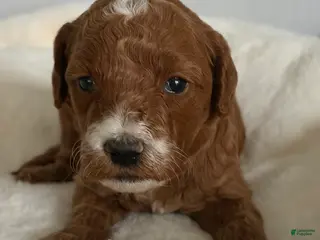 Mini Goldendoodle dogs Chungus - Ad 26