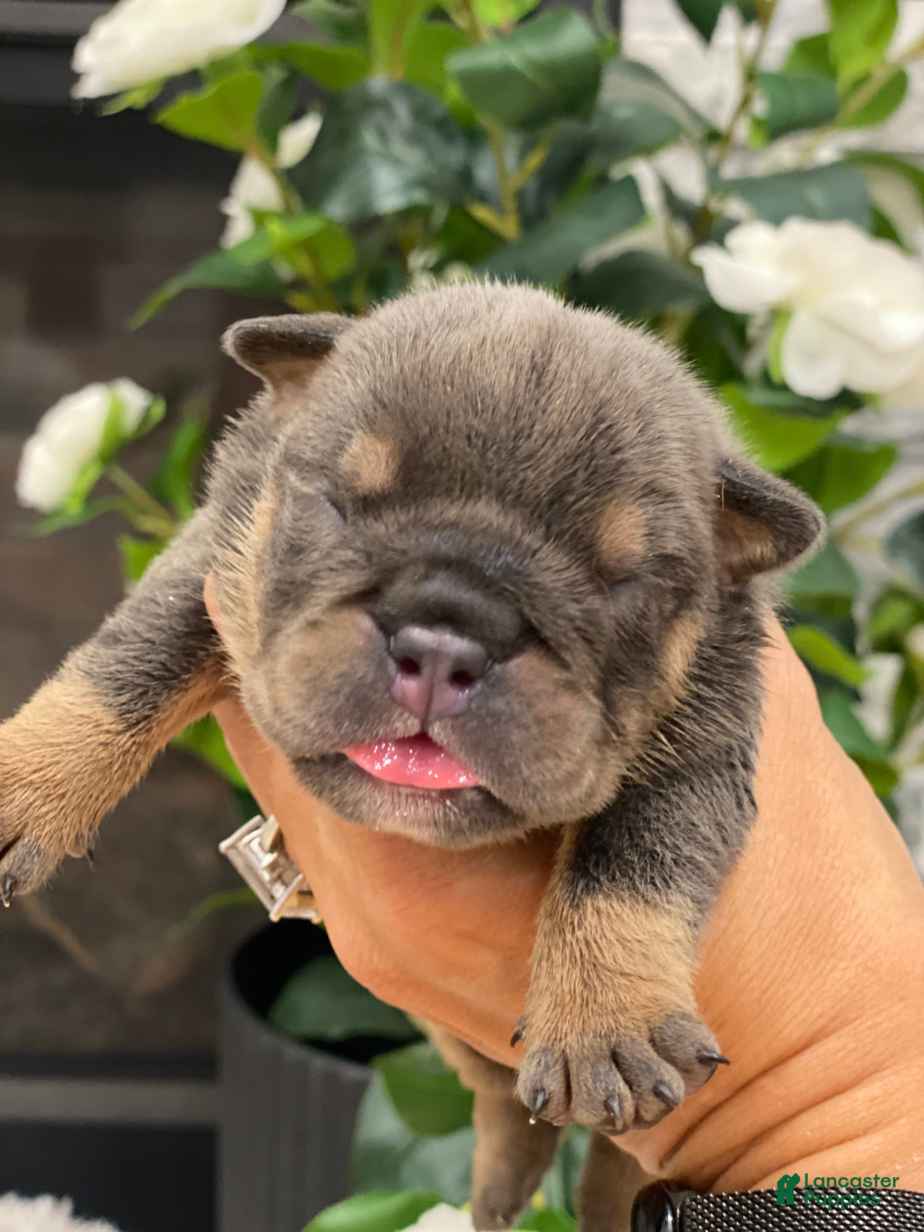 English Bulldog dogs Fire Heart - Ad 12