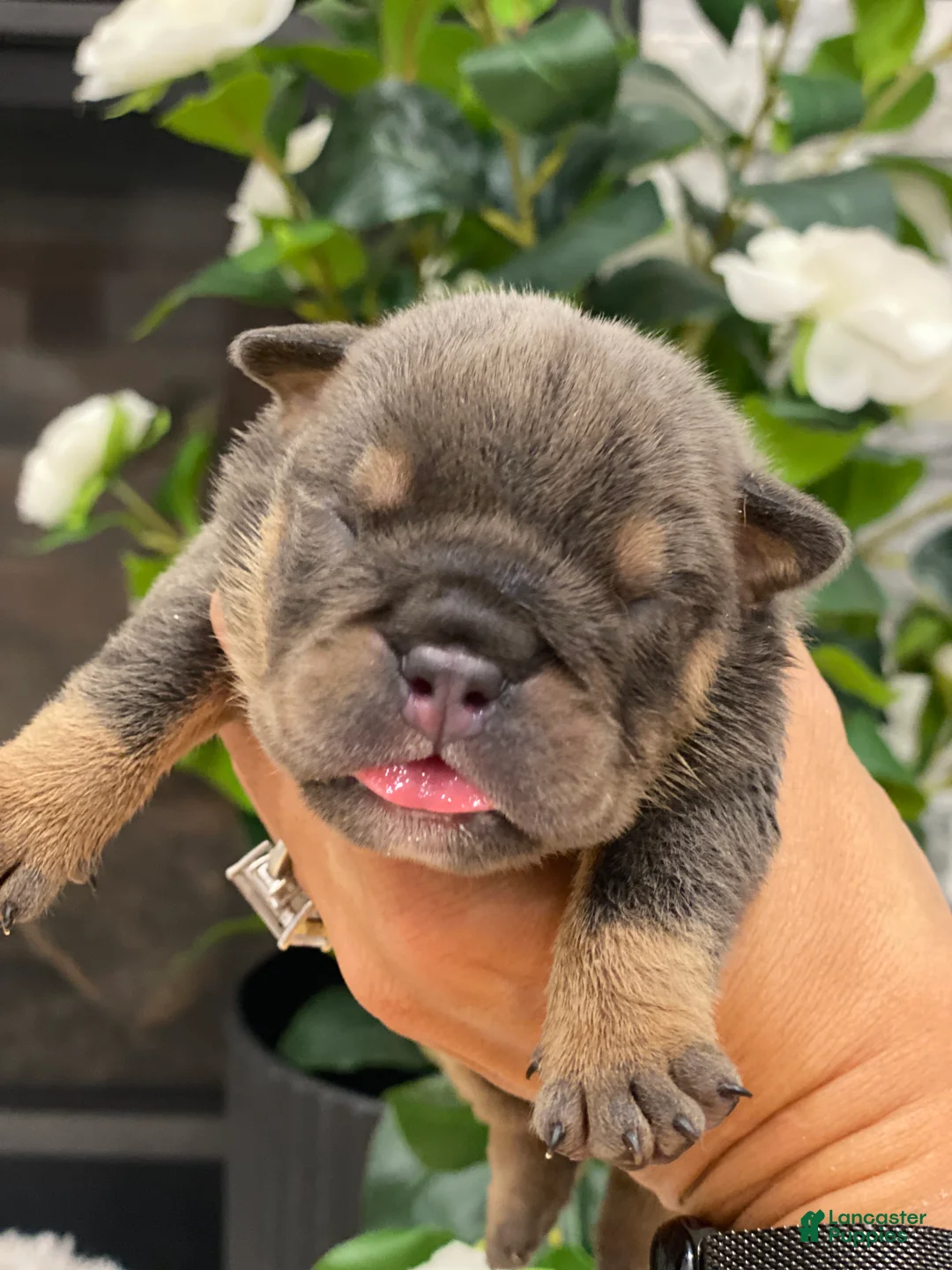 English Bulldog dogs for sale: Fire Heart - Ad 1