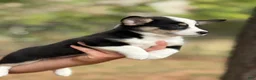 Mixed Breed dogs for sale: Black Girl 1 - Ad 3