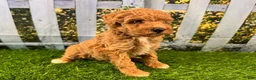 Maltipoo dogs for sale: Reba - Ad 7