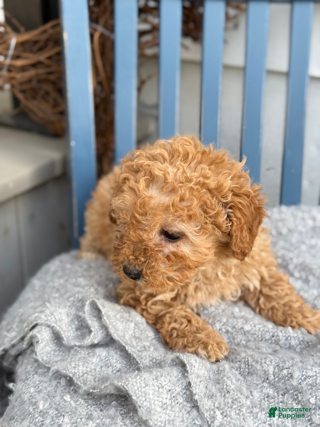 Toy Poodle dogs for sale: Oaks - Ad 3
