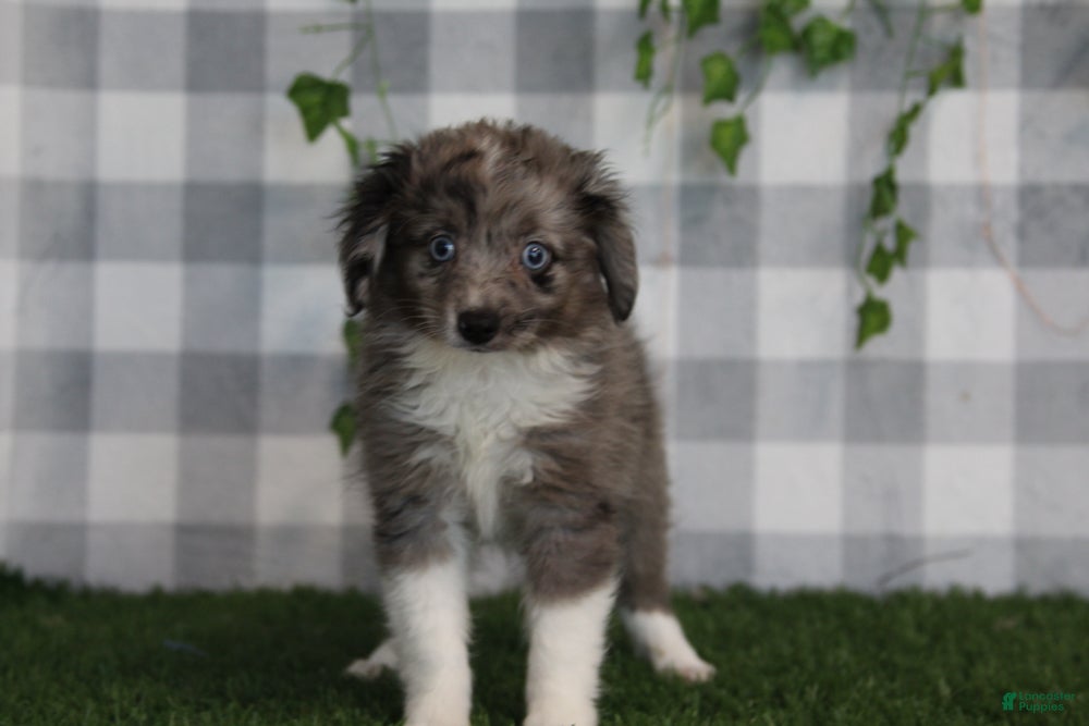 Aussiedoodle dogs Morgan - Ad 1