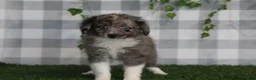 Aussiedoodle dogs for sale: Morgan - Ad 1