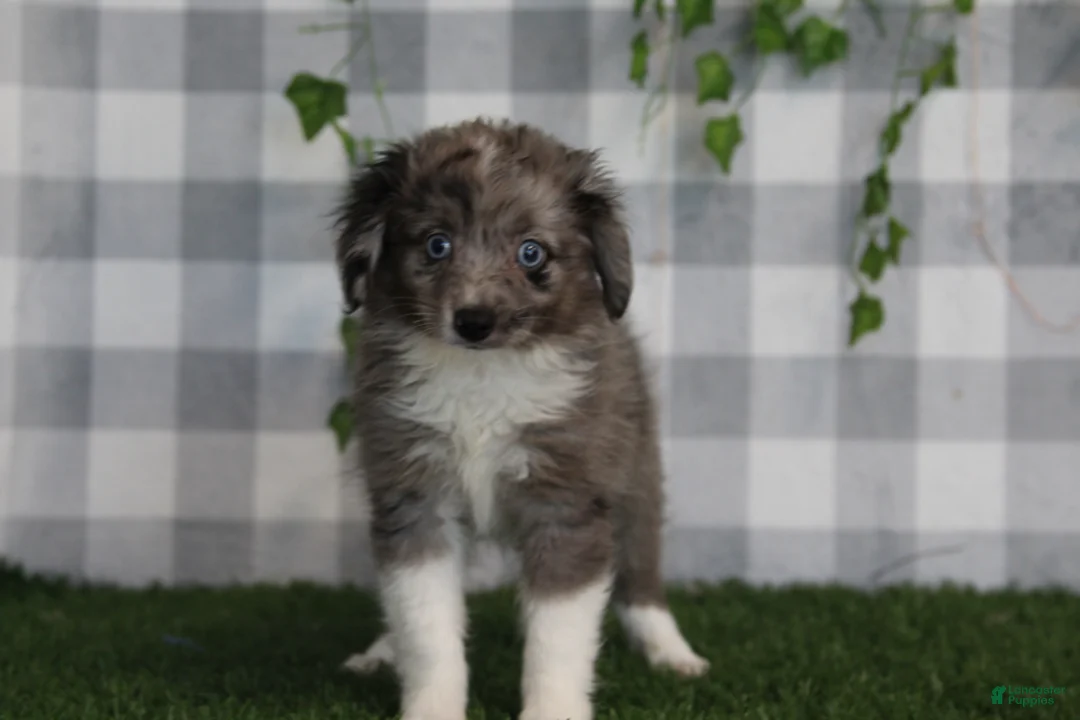 Aussiedoodle dogs for sale: Morgan - Ad 1