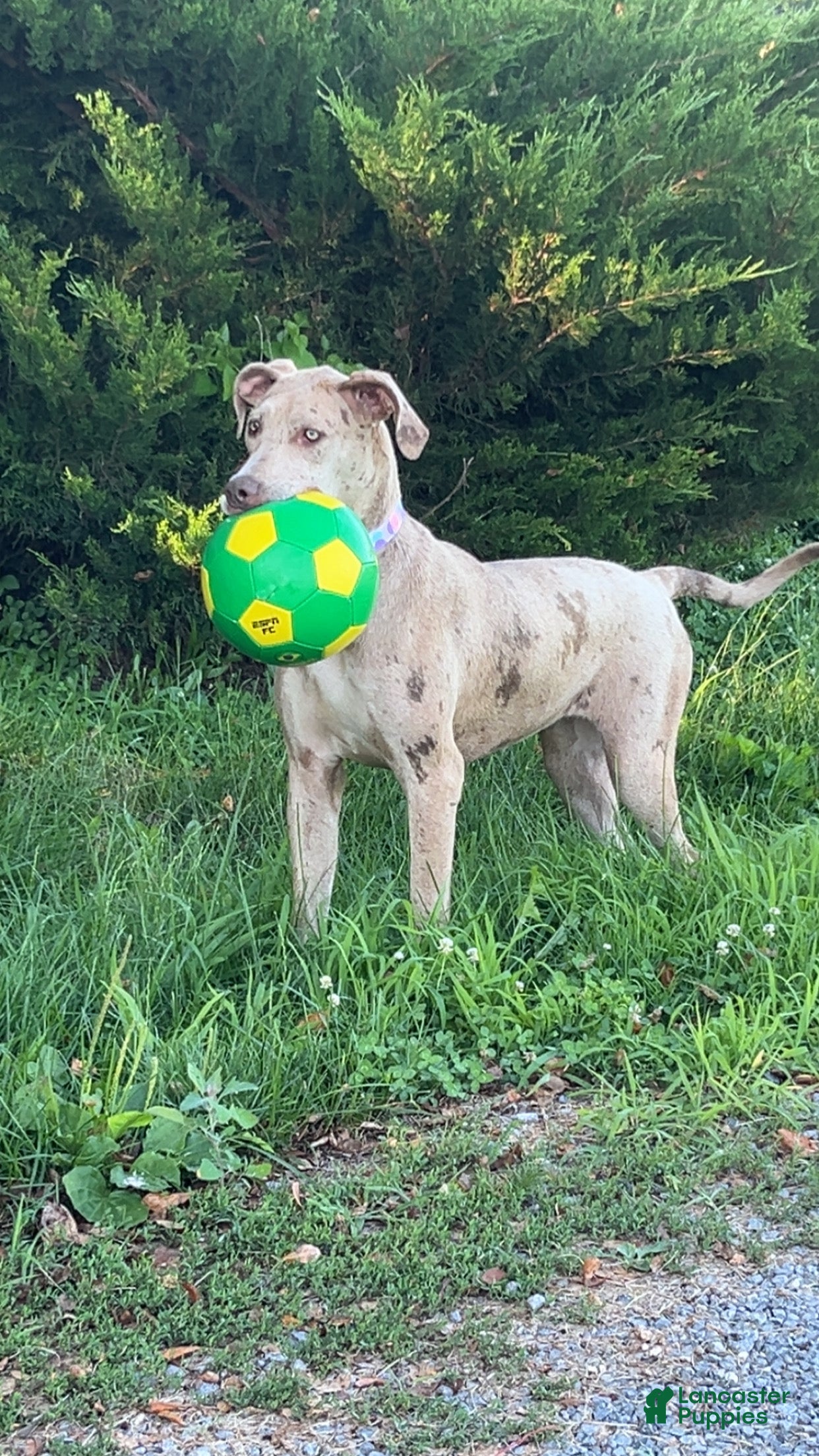 Great Dane dogs Great Dane 1 - Ad 1