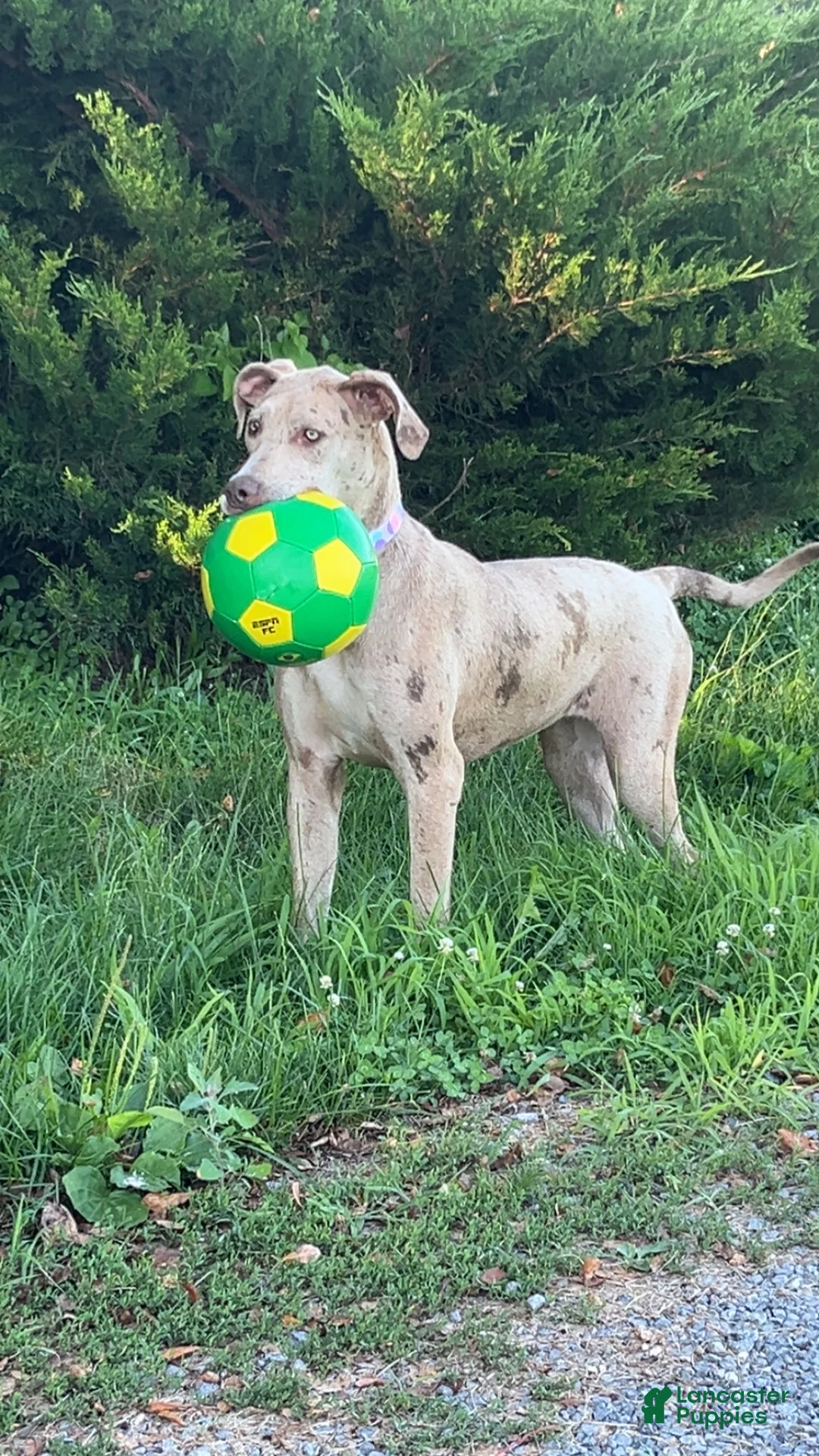 Great Dane dogs for sale: Great Dane 1 - Ad 1