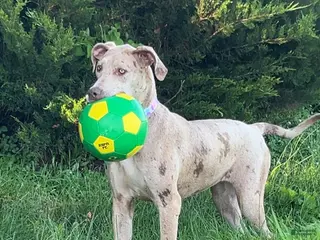 Great Dane dogs Great Dane 1 - Ad 1