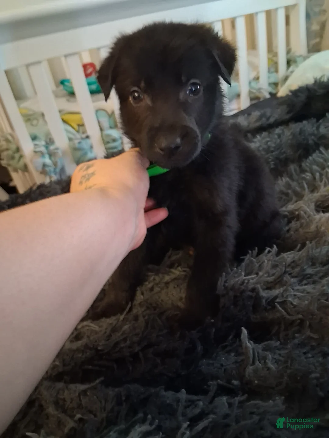 German Shepherd dogs for sale: Ottis 💚 - Ad 2