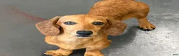 Miniature Dachshund dogs for sale: Ellis - Ad 3