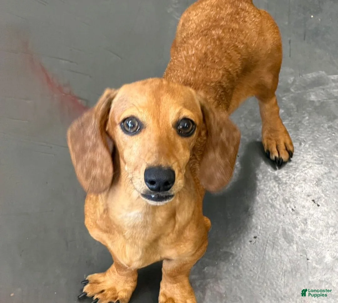 Miniature Dachshund dogs for sale: Ellis - Ad 3
