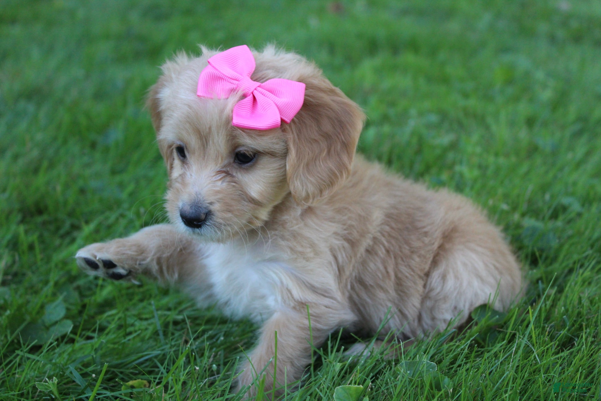 Mini Goldendoodle dogs Dolly 🎀 - Ad 2