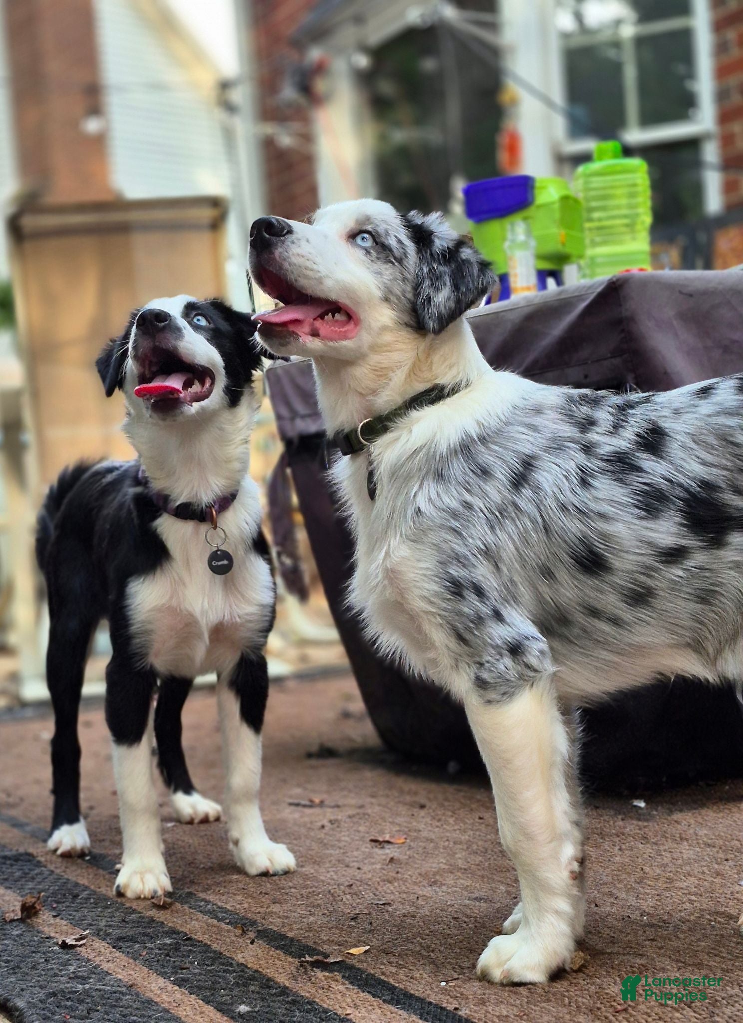 Australian Shepherd dogs River - Ad 5