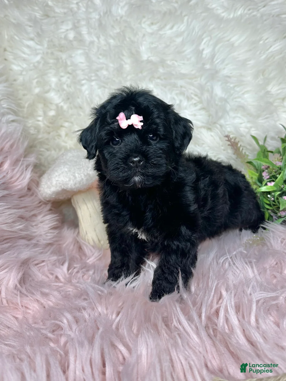 Yorkiepoo dogs for sale: Brittany  - Ad 3