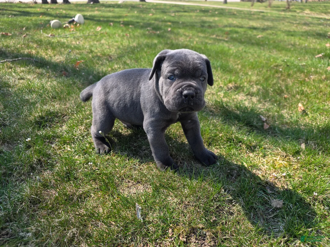 Cane Corso dogs for sale: Cane Corso Puppy 2 - Ad 2