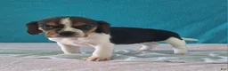 Beagle dogs for sale: deanna - Ad 2