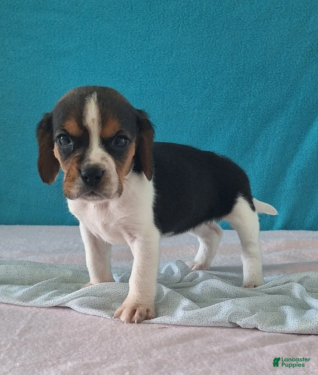Beagle dogs for sale: deanna - Ad 2