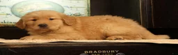 Golden Retriever dogs for sale: Chip - Ad 7