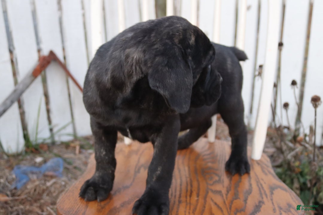 Cane Corso dogs for sale: Bradley  - Ad 4