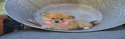 Pomeranian dogs for sale: Sonny - Ad 3