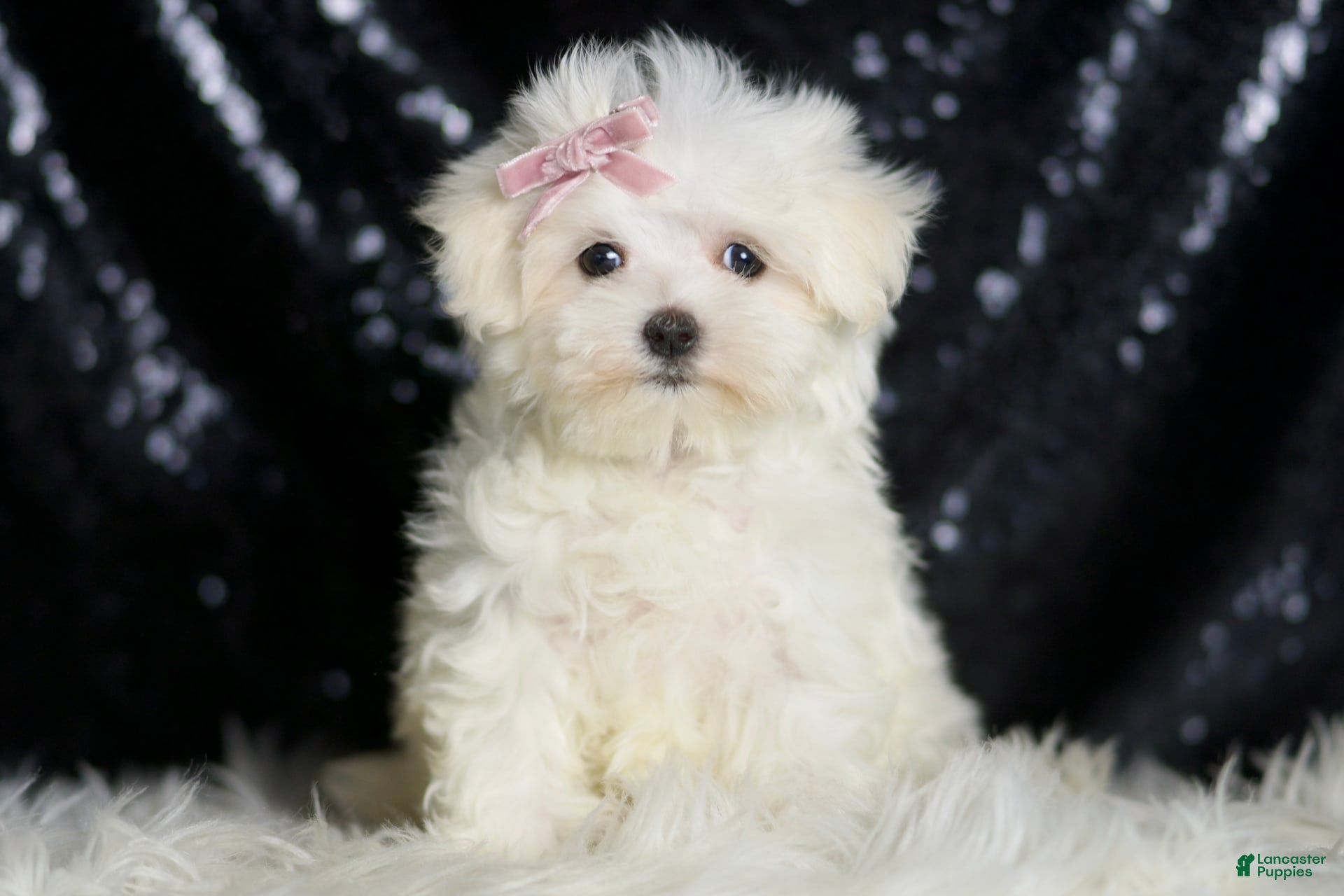 Maltese dogs Claudia - Ad 32