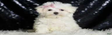 Claudia