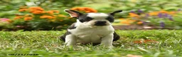 Boston Terrier dogs for sale: Nia - Ad 4