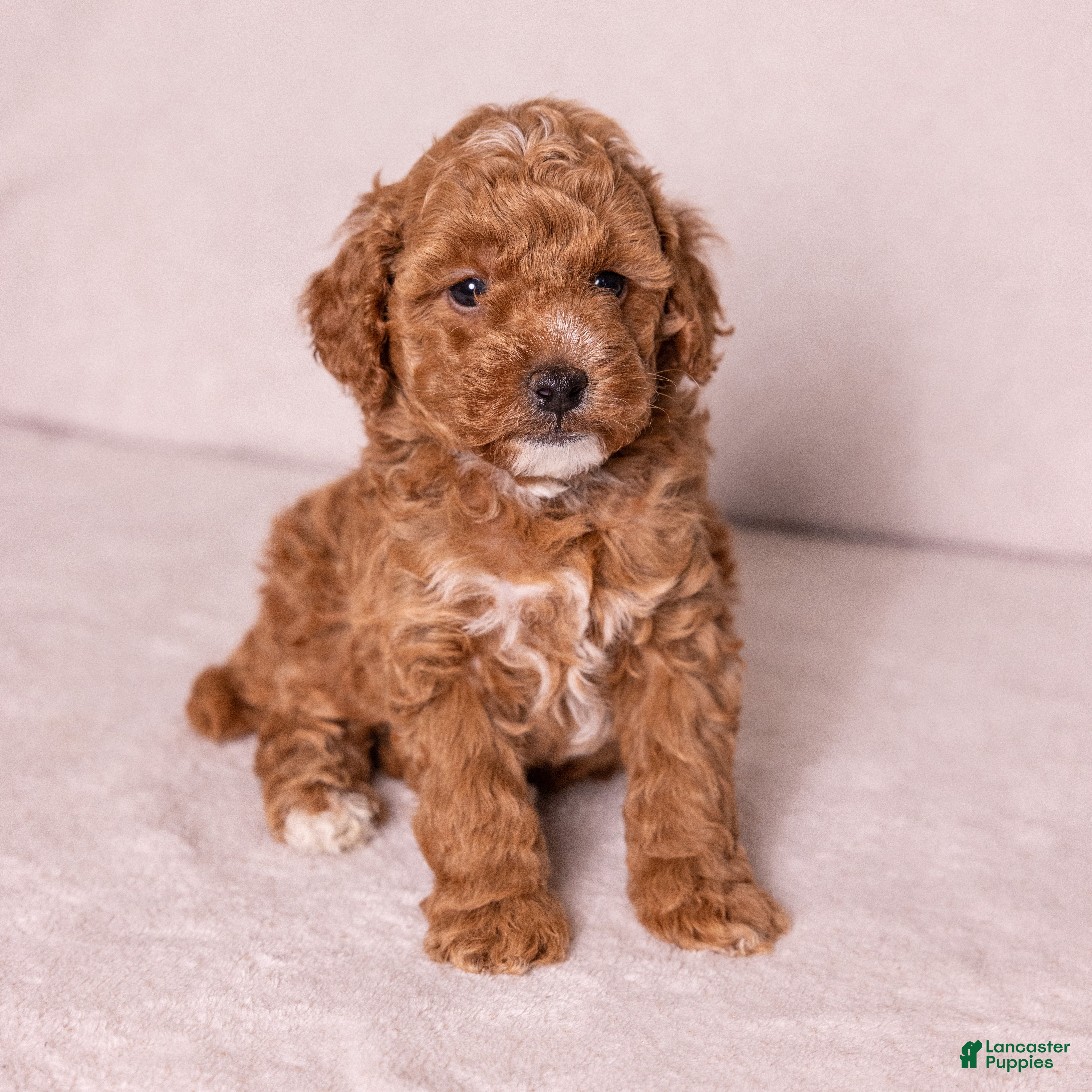 Miniature Poodle dogs Glee - Ad 1