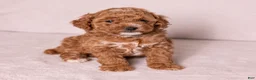 Miniature Poodle dogs for sale: Glee - Ad 1