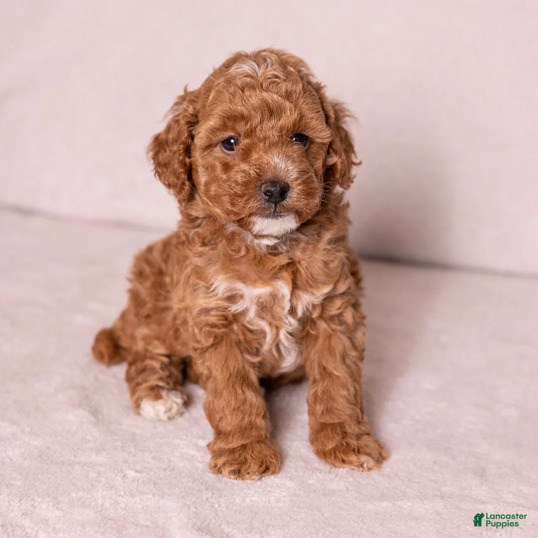 Miniature Poodle dogs for sale: Glee - Ad 1
