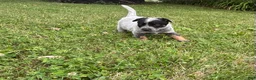 Australian Cattle Dog dogs for sale: Daisy - Ad 4